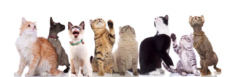 Different Types of Cat Breeds: Exploring the Diversity of Cat Breeds