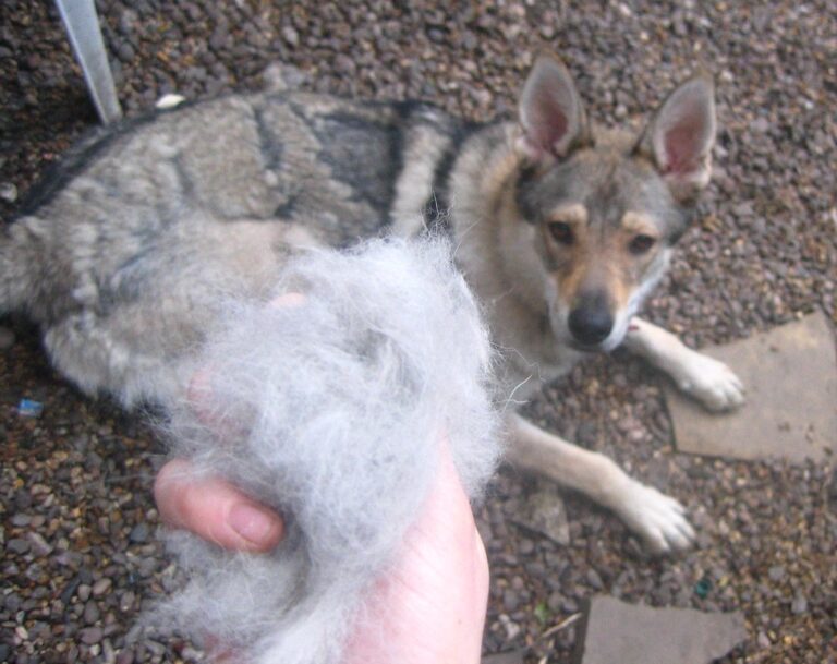 Why Is My Dog Shedding So Much? Learn the Surprising Reasons