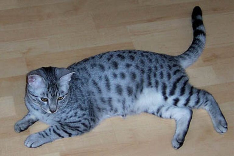 Blue Smoke Egyptian Mau Cat: Unveil the Mystery!