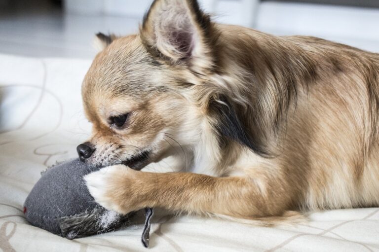 Stopping Destructive Chewing in Puppies & Adult Dogs: Fix It Now!