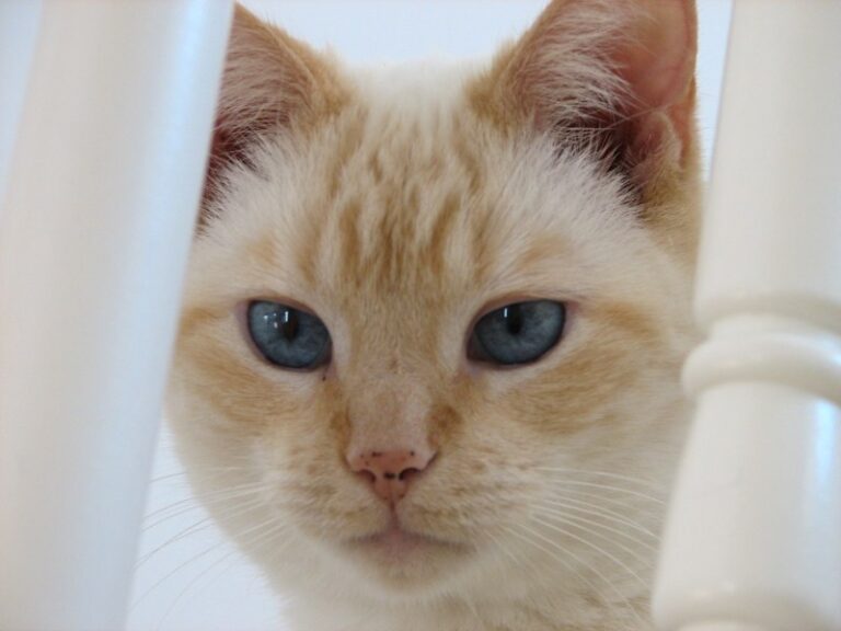 Flame Point Siamese Cat: Unveiling the Rare Beauty