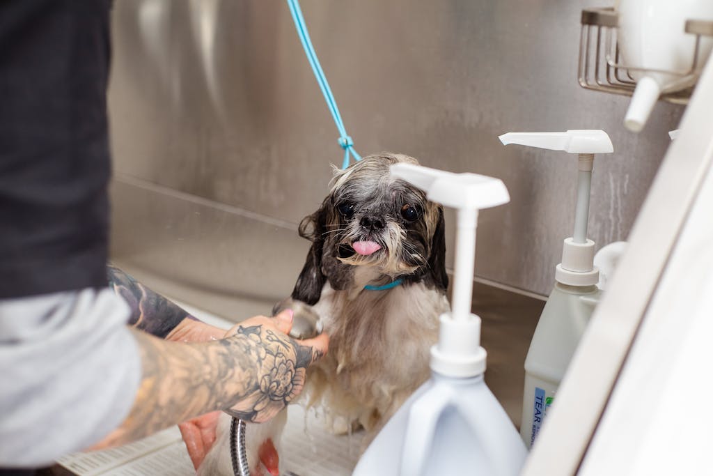 What is the best mop for dog hair: Top 10 options revealed