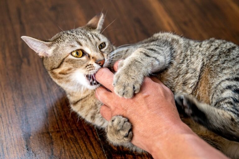 Help! My Cat is Biting & Scratching: Understanding Aggression in Cats