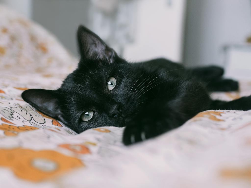 Black Egyptian Mau Cat: Rare and Exotic Feline Breed