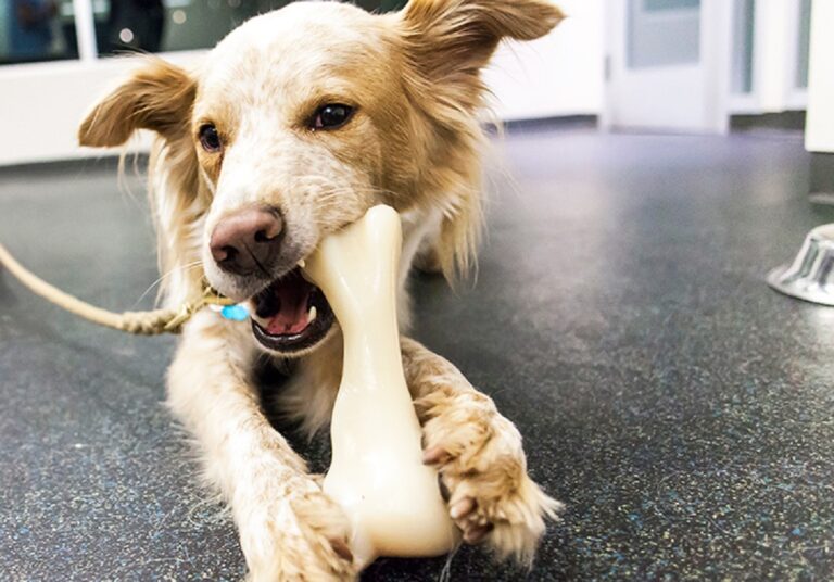 Chewing Craze: Stopping Destructive Chewing in Puppies & Adult Dogs