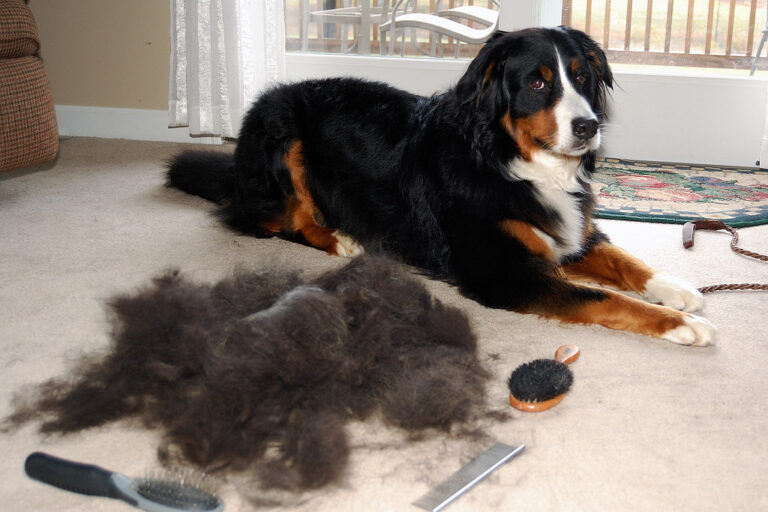 Is Shedding Painful for Dogs? Understanding the Shedding Process and How to Manage It