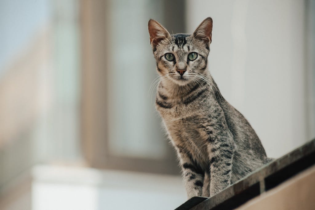 The Majestic Egyptian Mau Cat: Breed Traits, Care, and History