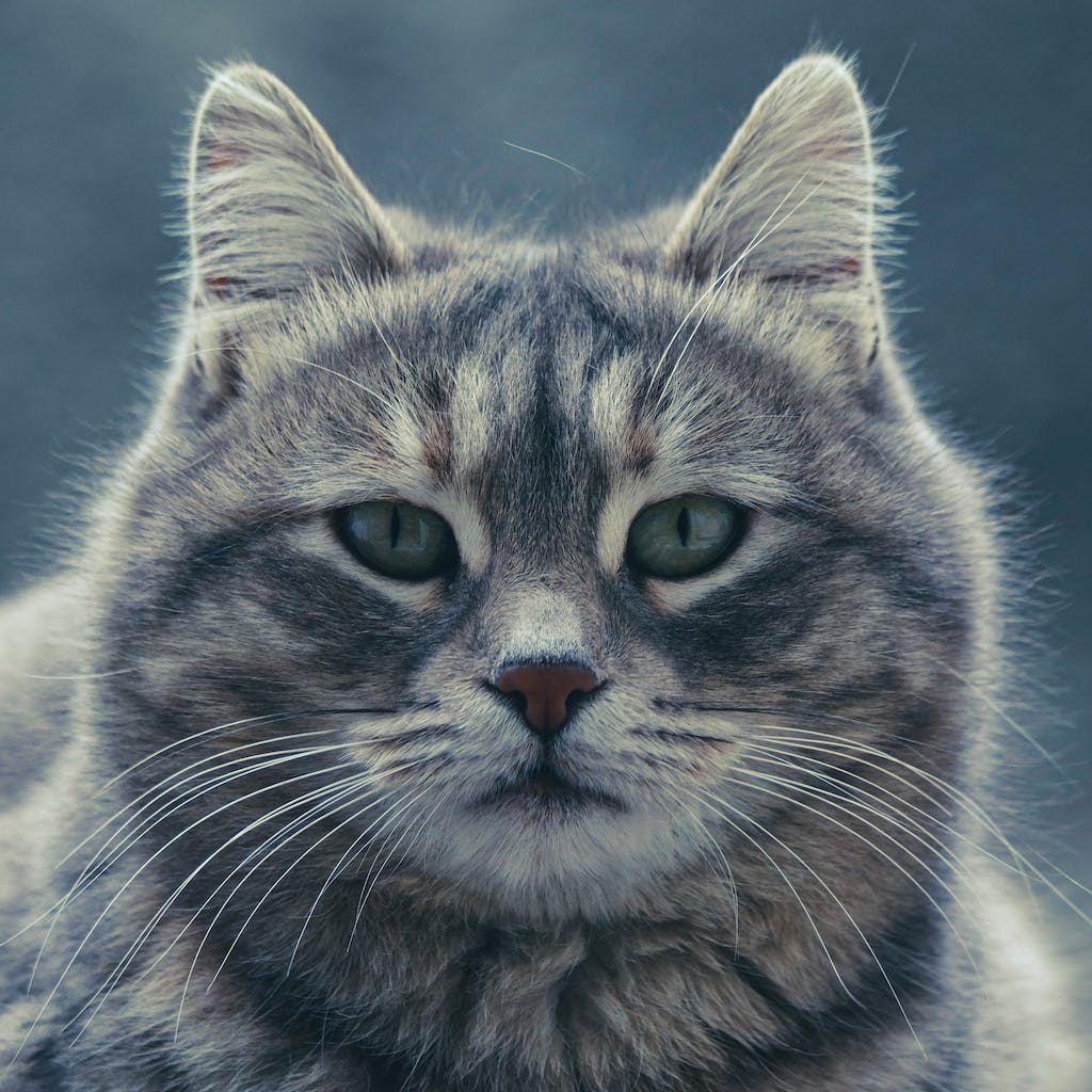 Grumpy Cat: The Feline Phenomenon That Charmed the Internet