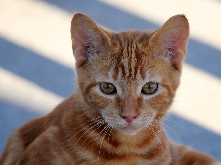 Orange Tabby Cat: The Ultimate Guide to Their Personality and Care