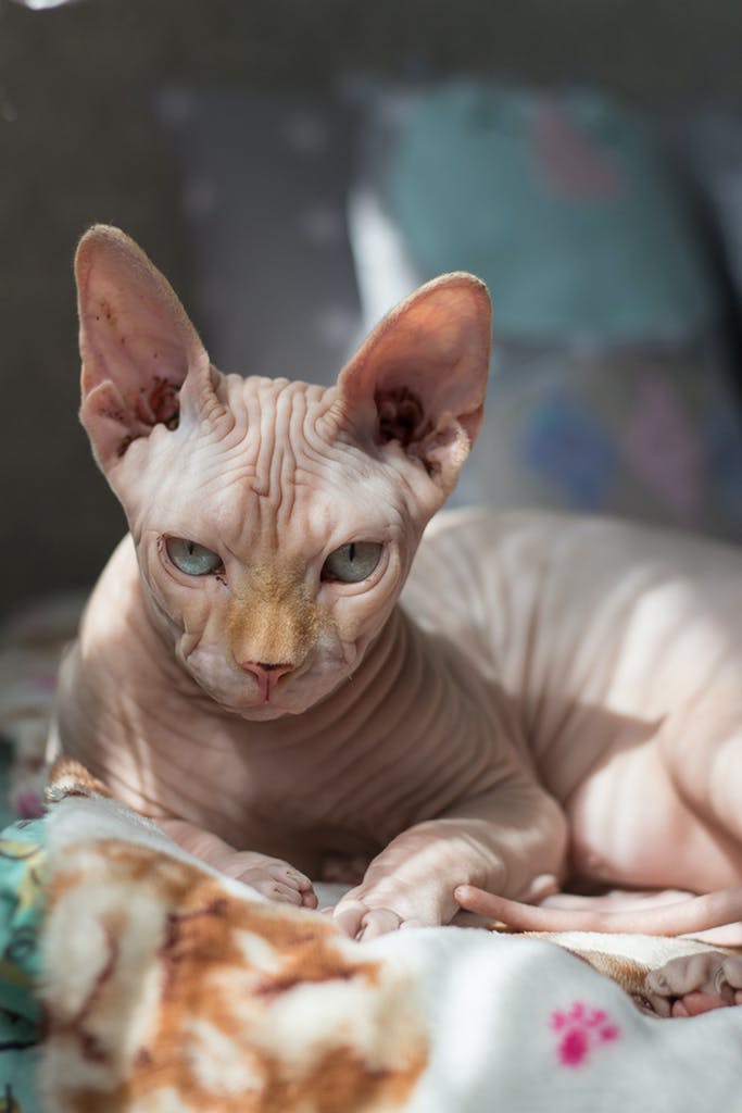 Sphynx Cat: Characteristics, Care, and History of Hairless Feline Care
