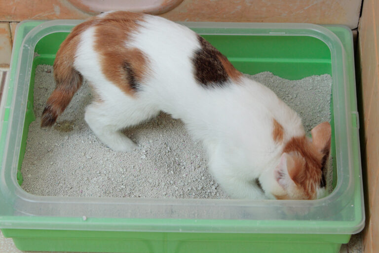 Preventing and Solving Litter Box Problems for Cats