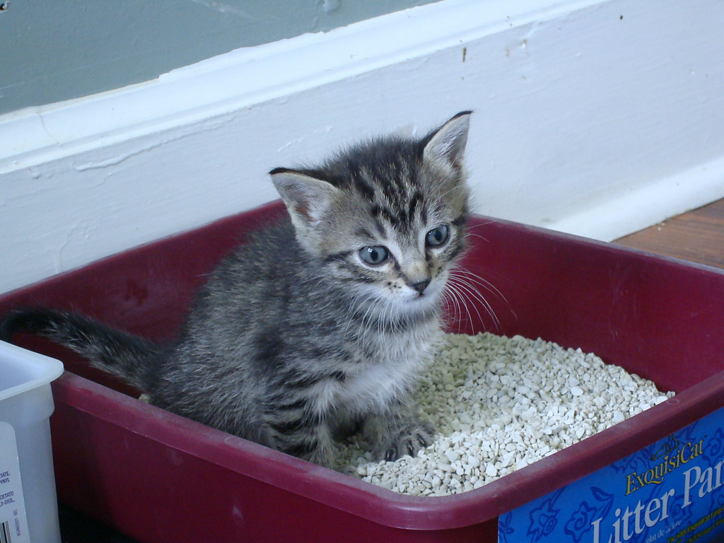 cat litter box training