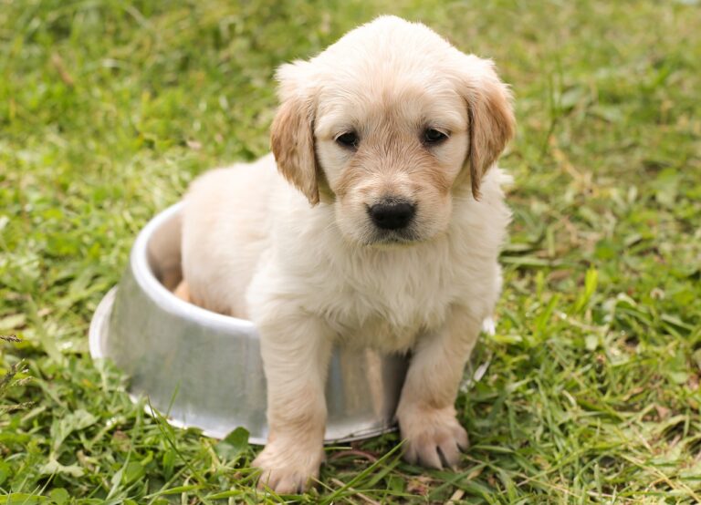 Puppy Potty Training 101: Mastering the Mess (Before They Do!)